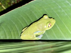 Agalychnis annae