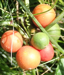 Zehneria scabra