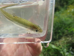 Notropis rupestris