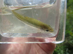 Notropis rupestris