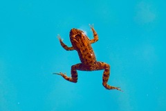 Leptodactylus melanonotus