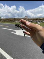 Anotogaster sieboldii