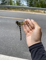 Anotogaster sieboldii