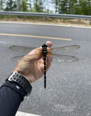 Anotogaster sieboldii