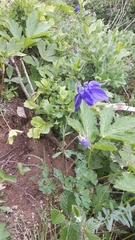 Aquilegia alpina
