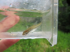 Notropis rupestris