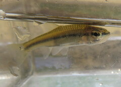 Notropis rupestris