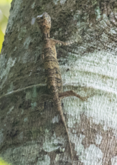 Draco quinquefasciatus