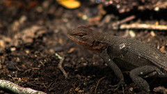 Sceloporus variabilis