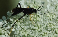 Exetastes fornicator nervulus