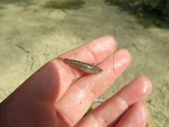 Etheostoma crossopterum