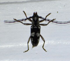 Enaphalodes taeniatus
