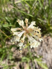 Penstemon confertus