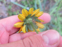 Rudbeckia tenax