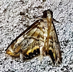 Eoparargyractis irroratalis