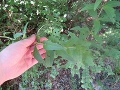 Silphium asteriscus latifolium