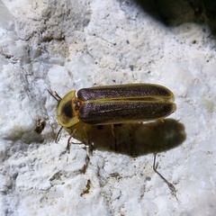 Lampyris zenkeri