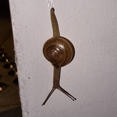 Macrochlamys kelantanensis