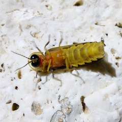 Lampyris zenkeri