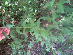 Silphium asteriscus latifolium