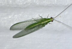 Chrysopodes collaris