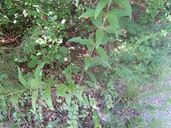 Silphium asteriscus latifolium