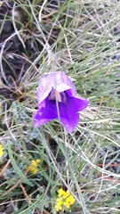 Campanula alpestris