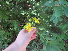 Silphium asteriscus latifolium