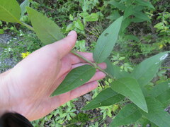 Silphium asteriscus latifolium