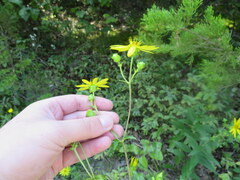Silphium asteriscus latifolium