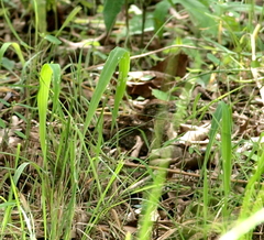 Caprimulgus vexillarius