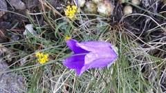 Campanula alpestris