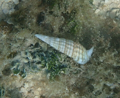 Rhinoclavis aspera