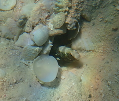 Cryptocentrus leucostictus