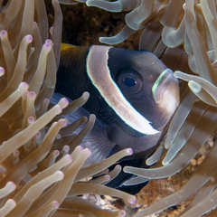 Amphiprion latezonatus