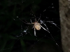Latrodectus geometricus