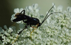 Exetastes fornicator nervulus