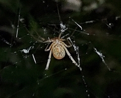 Latrodectus geometricus