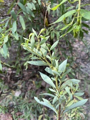 Hypericum subalatum