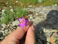 Phemeranthus calcaricus