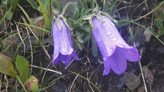 Campanula alpestris