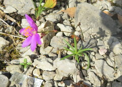 Phemeranthus calcaricus