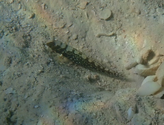 Cryptocentrus leucostictus