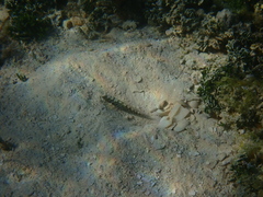 Cryptocentrus leucostictus