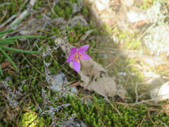 Phemeranthus calcaricus