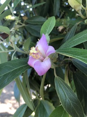Lagunaria