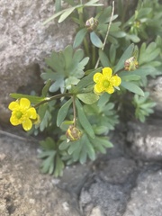 Ranunculus grayi