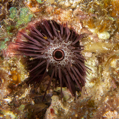 Echinostrephus