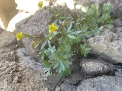 Ranunculus grayi