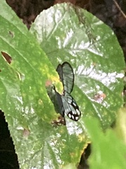 Pseudohaetera hypaesia